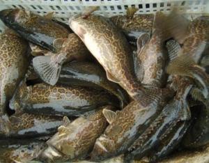 鳜鱼养殖爆料视频大全最新,最新爆料视频大全深度解析